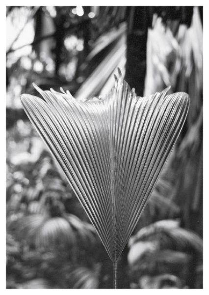 No. 314 Coco de mer